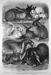 Quelle: Wikimedia, Kaninchen. Originalzeichnung von Lud. Voltz