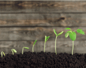 Pflänzchen-380×300